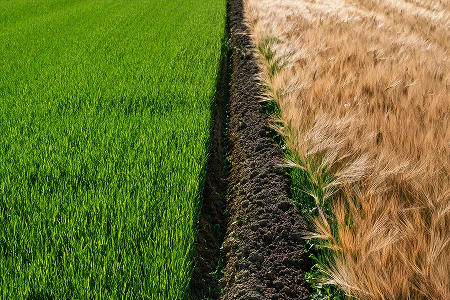Two adjacent crop fields separated by a dirt path: green rice on left, tan wheat on right.