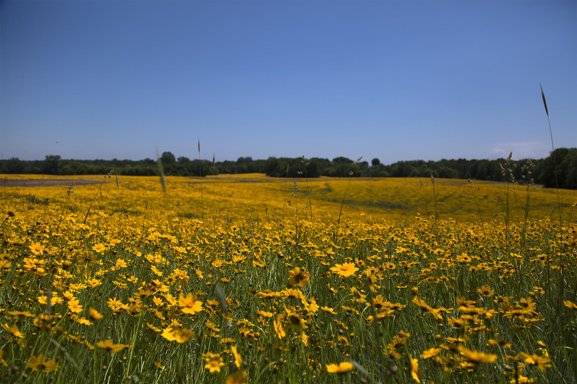 Vast field of yellow dandelions with green grass under clear blue sky and distant tree line.