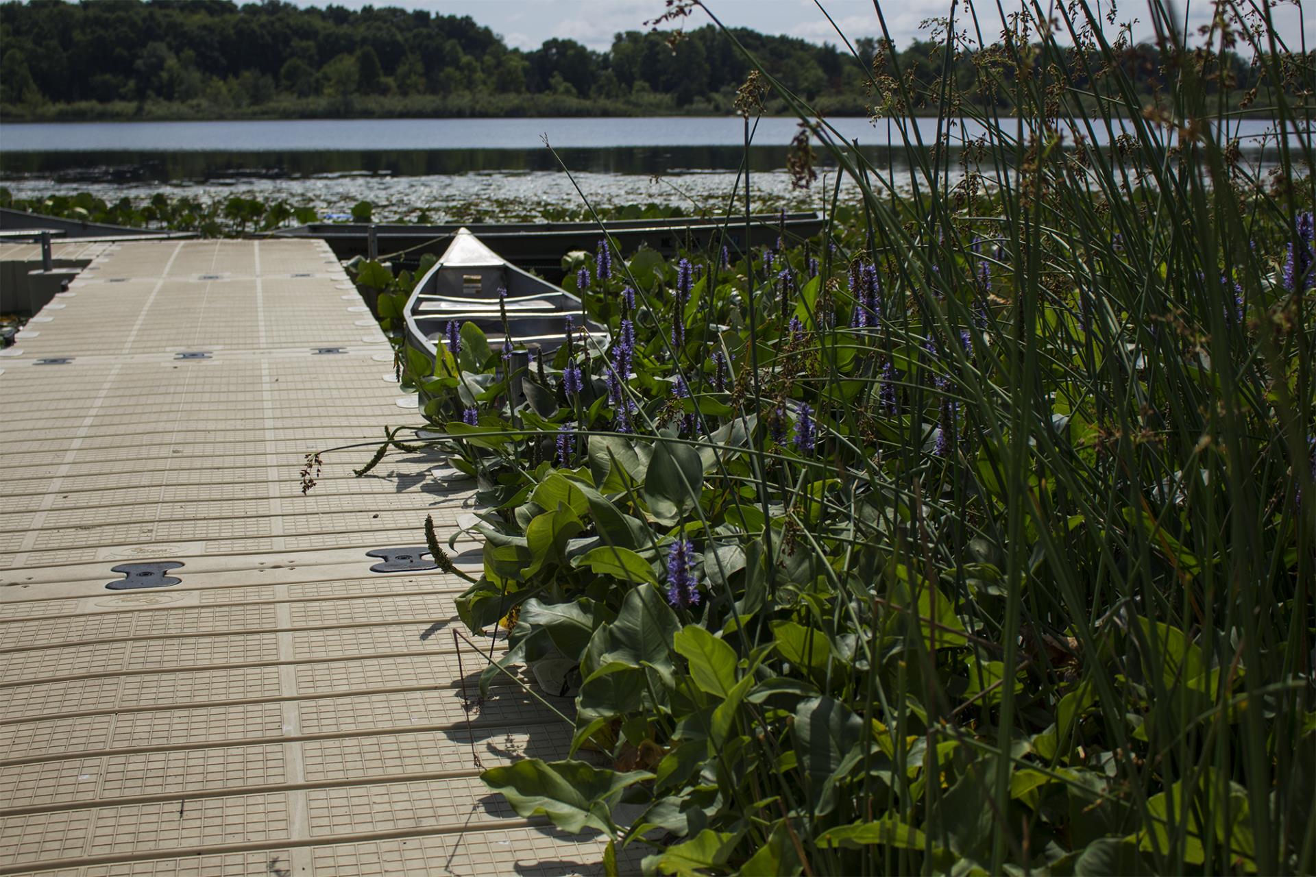 Wooden dock with purple flowers and grasses overlooking a lake with a small white boat and forested shoreline.