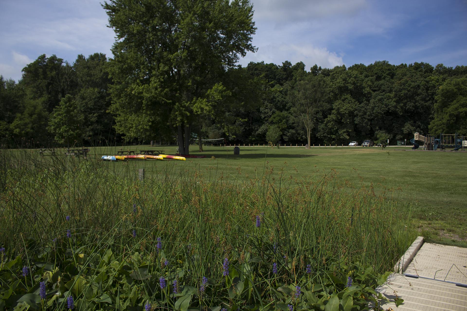 A park landscape with a wetland area featuring purple flowers, a wooden dock in the foreground, and colorful kayaks near trees in the background.