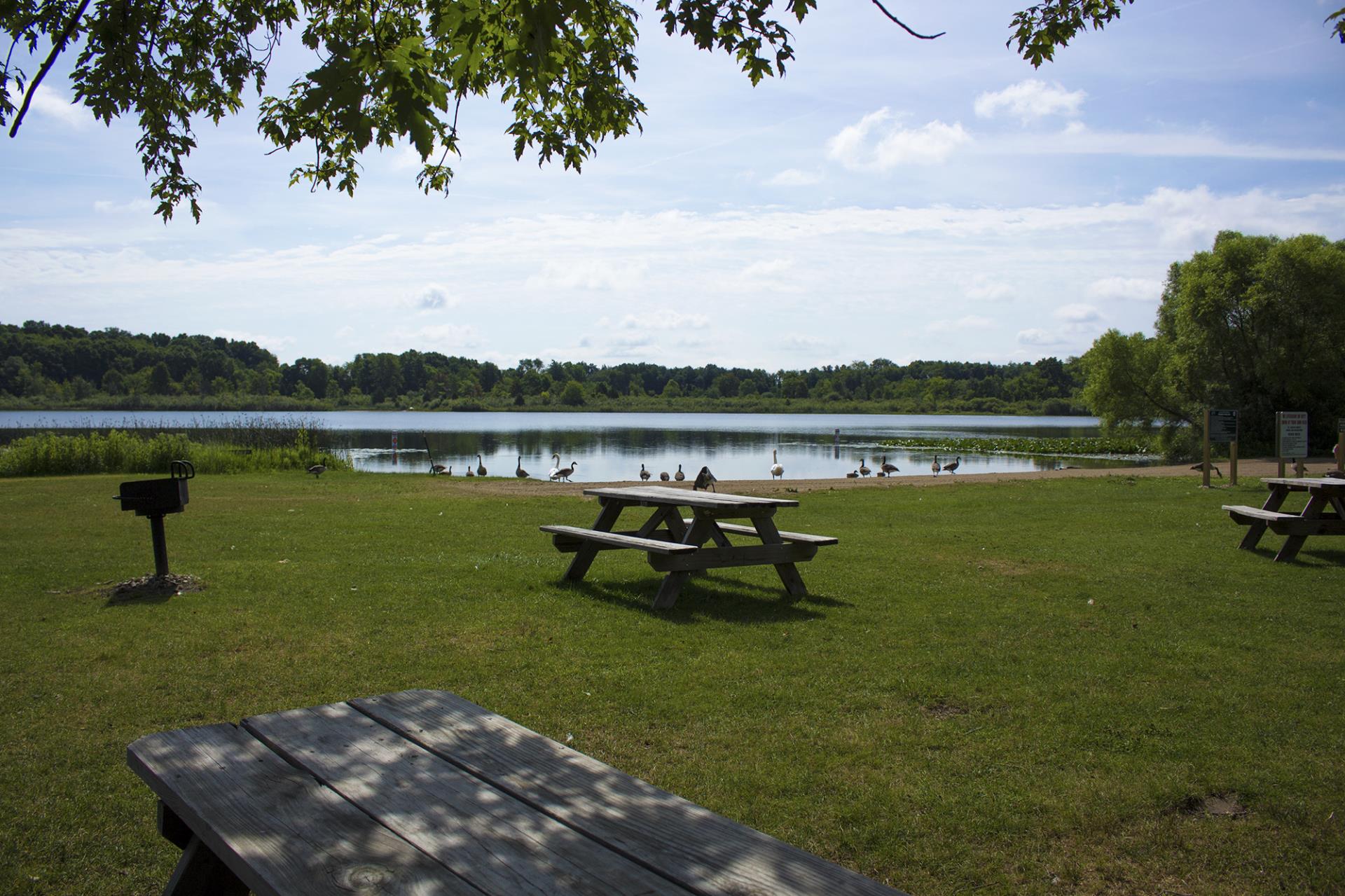 Lakeside park with picnic tables on grass, geese on water, trees and blue sky.