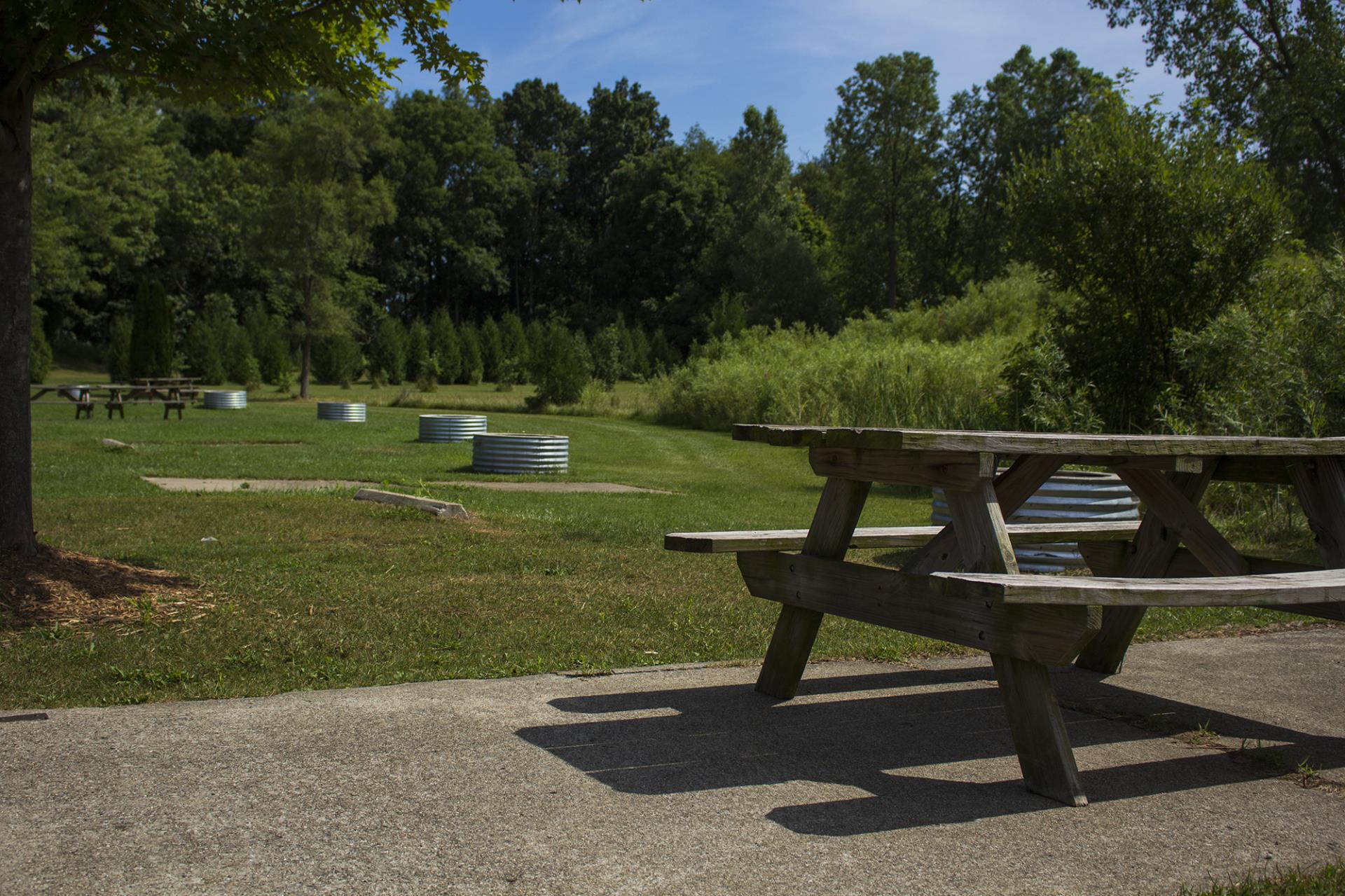 Picnic tables and fire rings in a grassy park area with trees and clear blue sky.