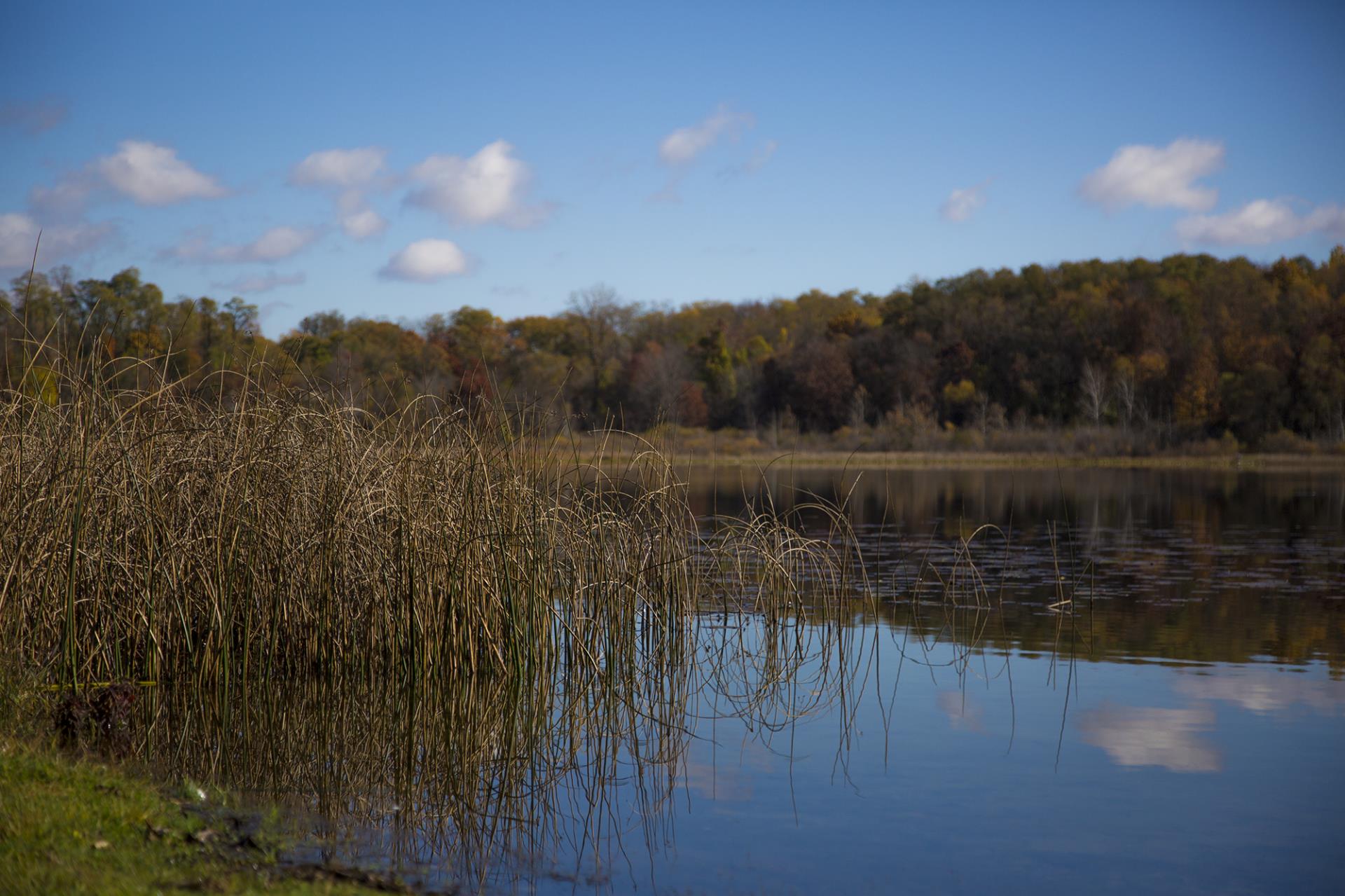 Wetland marsh with tall dried grasses along calm water, forested shoreline and blue sky with clouds in background.