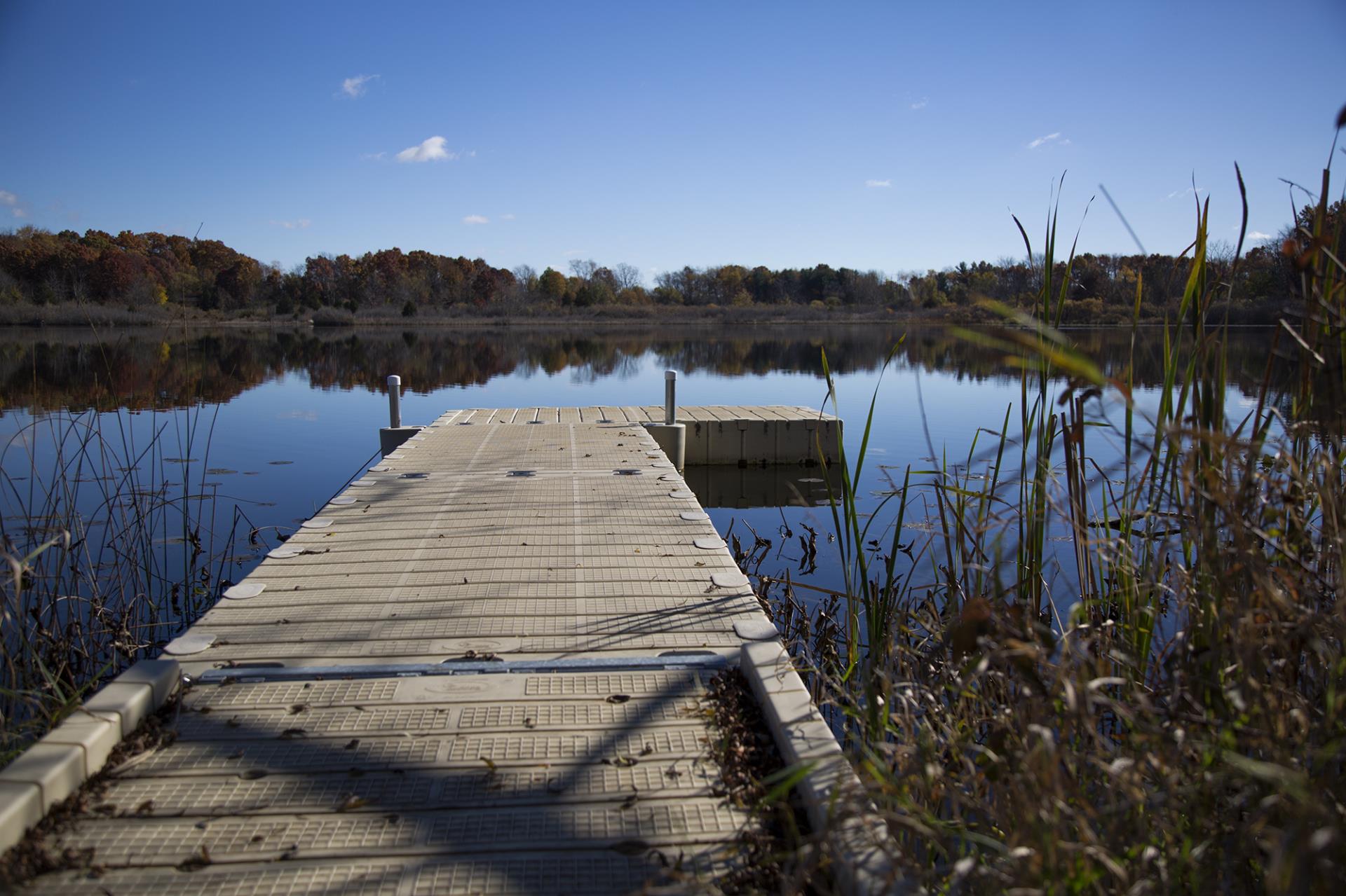 Wooden dock extending into calm lake surrounded by marsh grasses and autumn trees under clear blue sky.