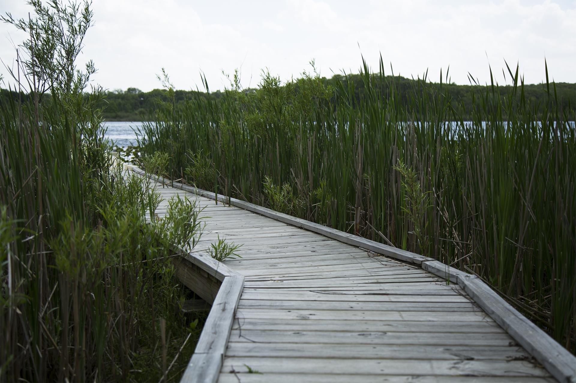 Wooden boardwalk path through tall green marsh grasses leading toward open water and distant shoreline.