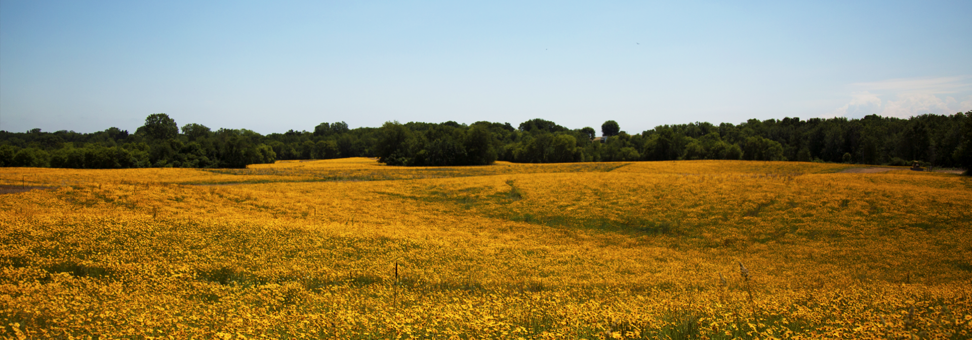 Expansive golden wildflower field with tree line under clear blue sky.