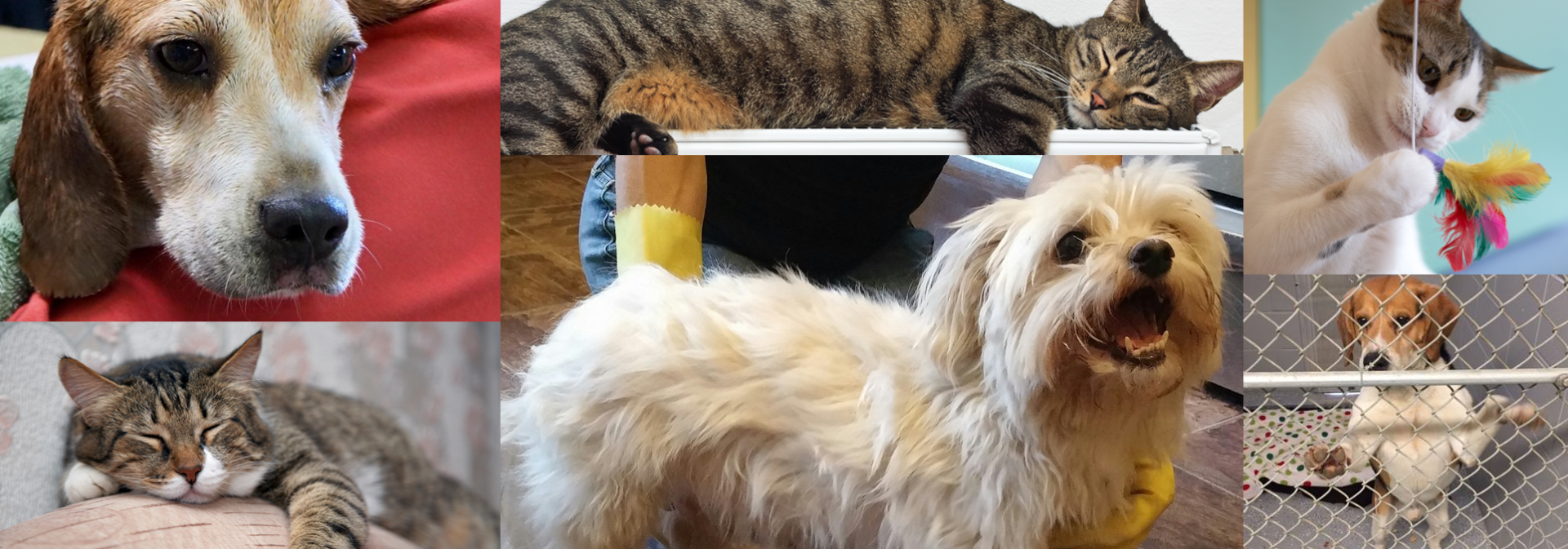Collage of domestic pets including dogs and cats in various indoor and outdoor settings.