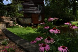 A garden with purple coneflowers beside a brick pathway leading to a rustic wooden cabin surrounded by trees.