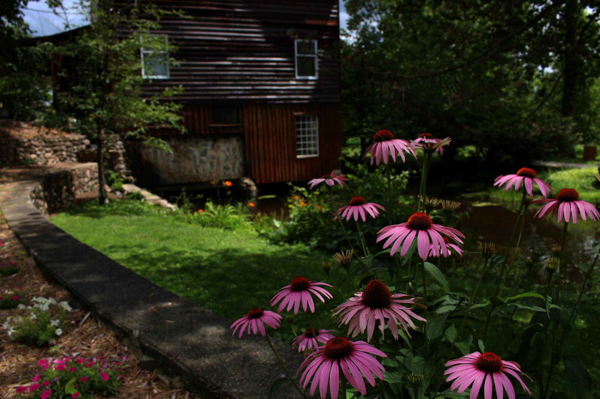 A garden with purple coneflowers beside a brick pathway leading to a rustic wooden cabin surrounded by trees.