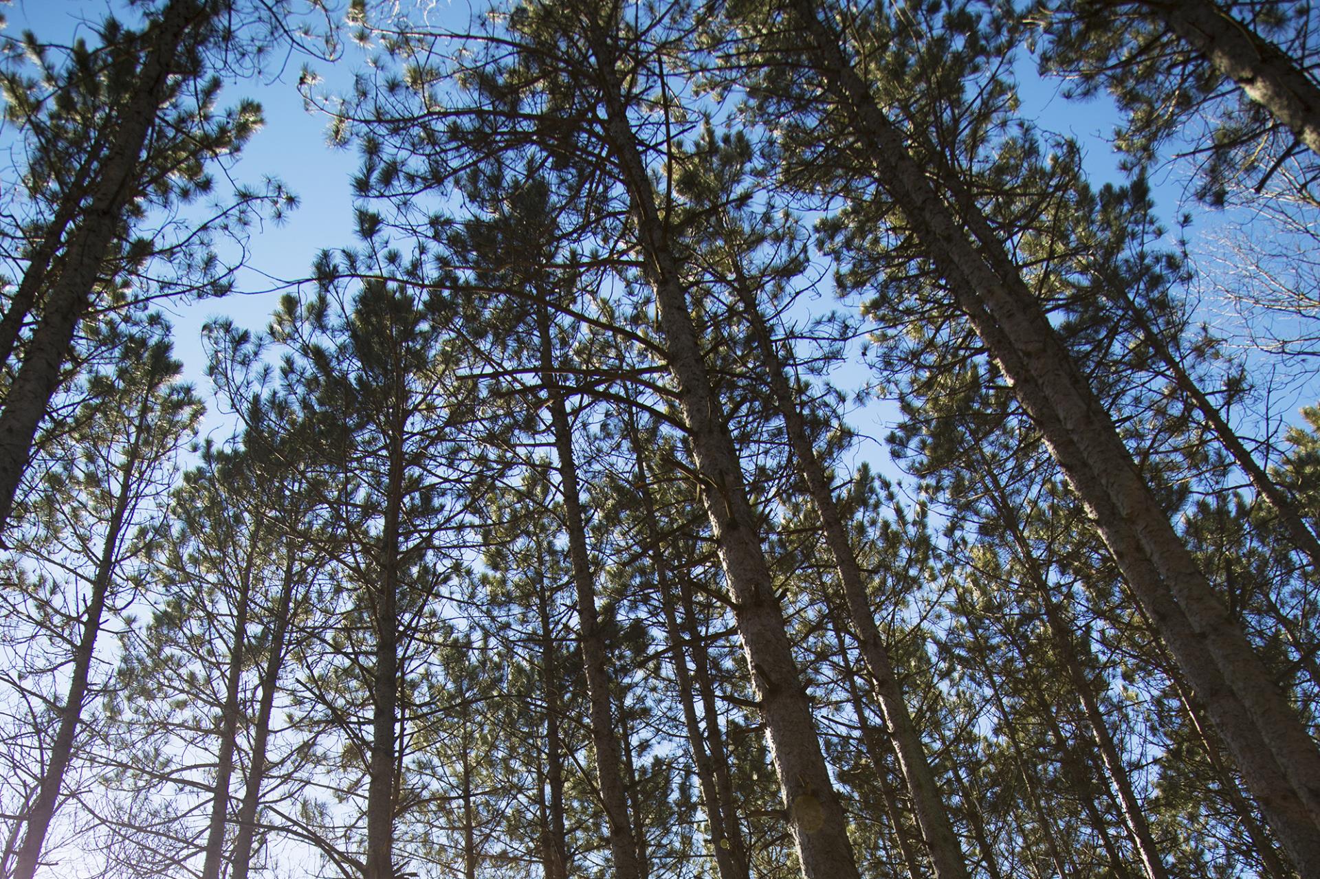 Tall pine trees photographed from below against a clear blue sky, with green foliage and bare branches visible.