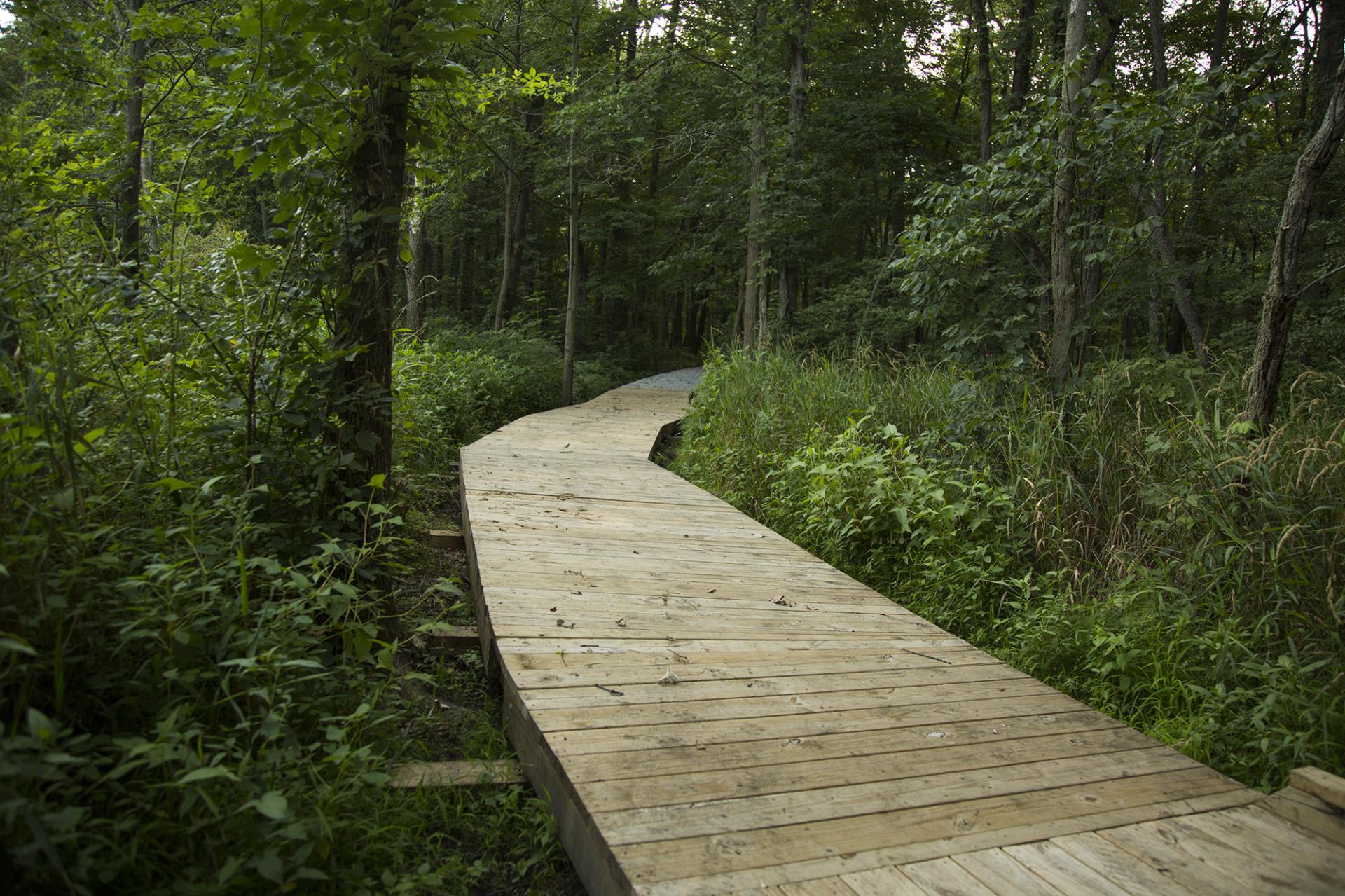 Wooden boardwalk curving through a dense forest with lush green vegetation on both sides.