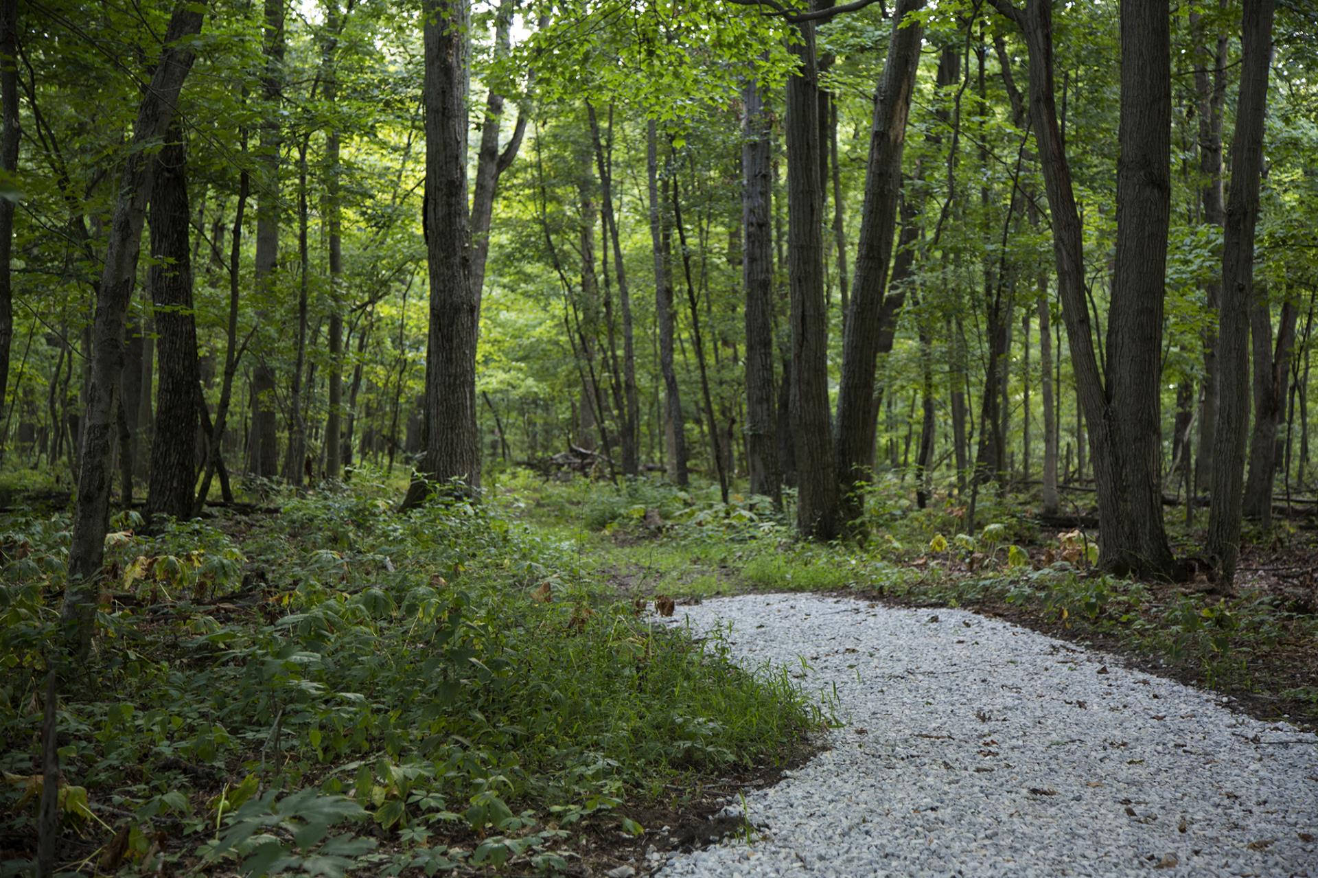 A gravel path winds through a dense forest of tall trees with lush green foliage and understory vegetation.