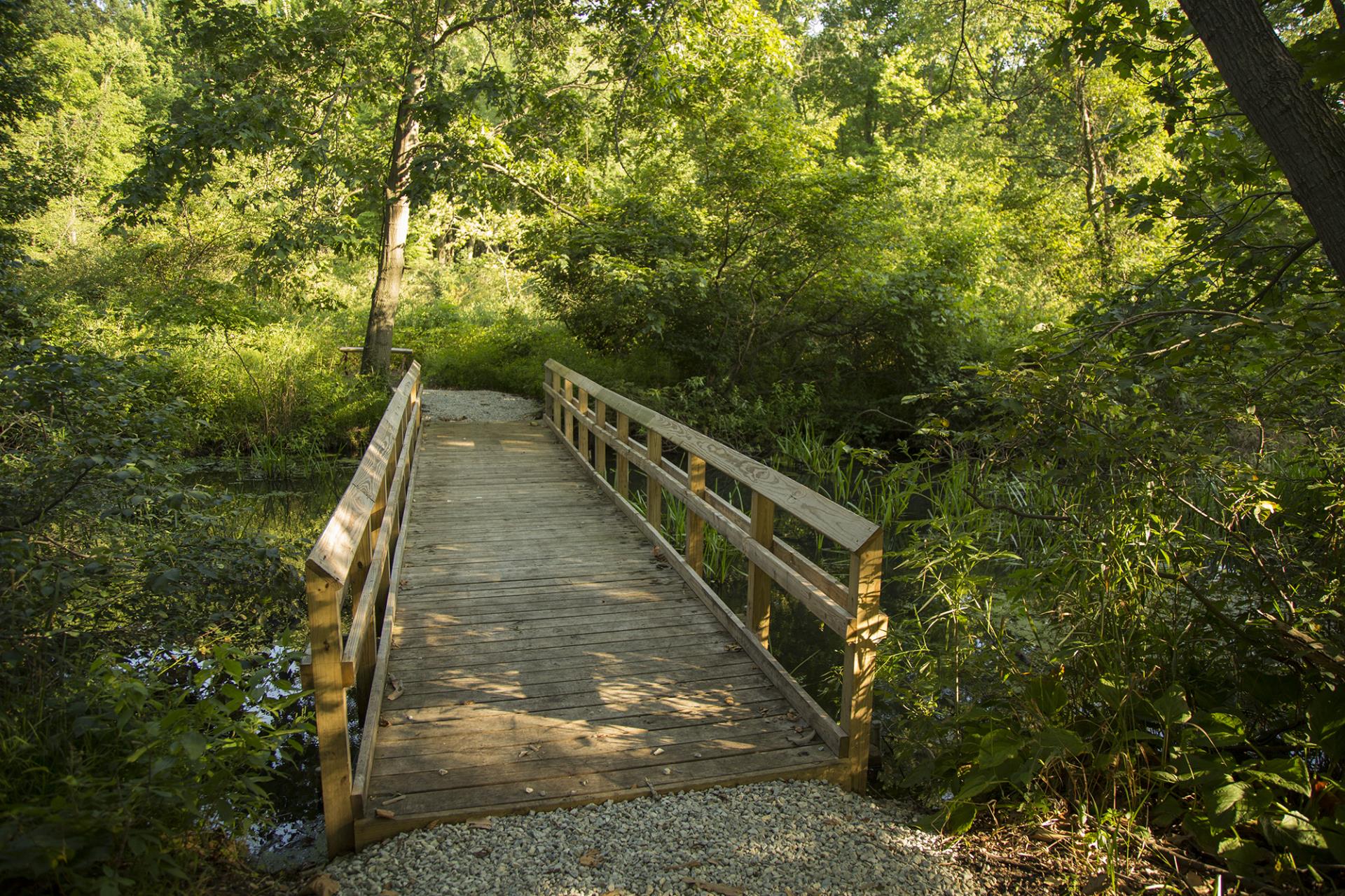 Wooden boardwalk bridge with railings extending through a dense green forest surrounded by trees and vegetation.