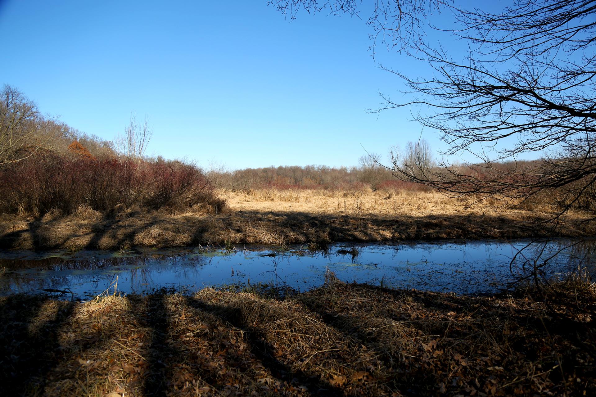 Winter wetland landscape with bare trees, dormant vegetation, and a shallow water channel reflecting blue sky.