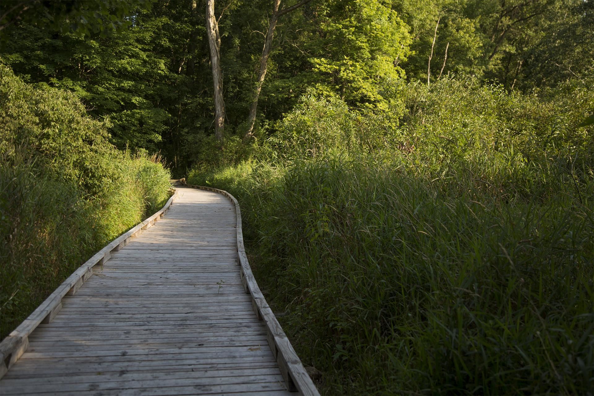 Wooden boardwalk winding through dense green marsh vegetation and trees on a sunny day.